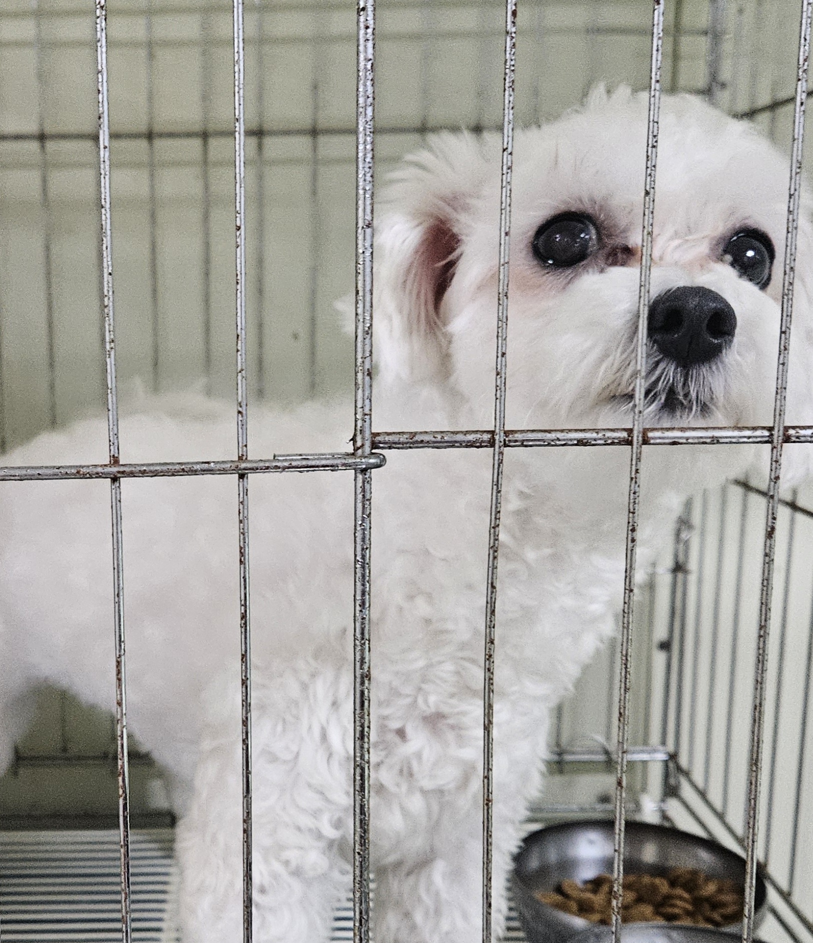 대구유기동물보호협회_427345202500240